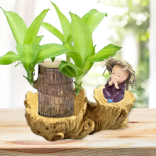 Bahan_Traders_Brazilian_Wood_Stick_Lucky_Bamboo_Plant_Good_Luck_Live_Brazil_Wood_-_Indoor_Feng_Shui_Plants_For_Living_Room_&_Home_Office_Decor_(Whitout_Pot)