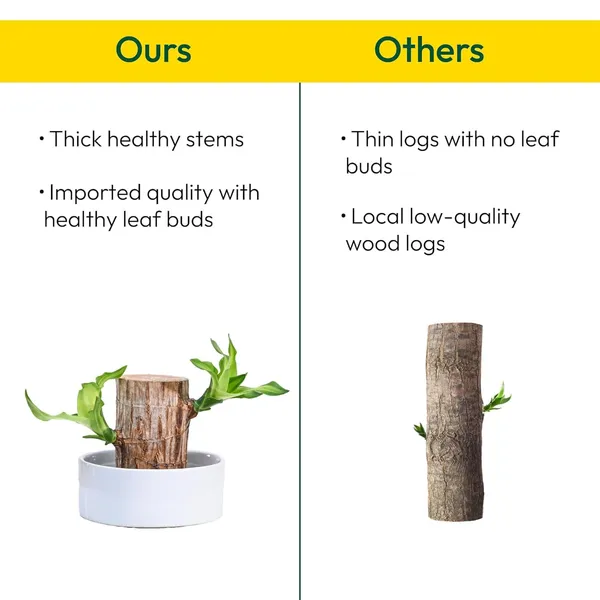 Bahan_Traders_Brazilian_Wood_Stick_Lucky_Bamboo_Plant_Good_Luck_Live_Brazil_Wood_-_Indoor_Feng_Shui_Plants_For_Living_Room_&_Home_Office_Decor_(Whitout_Pot)