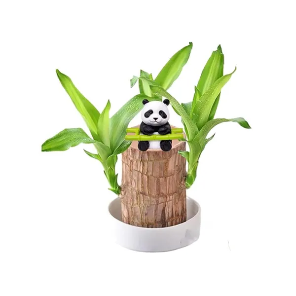 Bahan_Traders_Brazilian_Wood_Stick_Lucky_Bamboo_Plant_Good_Luck_Live_Brazil_Wood_-_Indoor_Feng_Shui_Plants_For_Living_Room_&_Home_Office_Decor_(Whitout_Pot)
