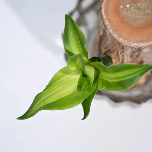 Bahan_Traders_Brazilian_Wood_Stick_Lucky_Bamboo_Plant_Good_Luck_Live_Brazil_Wood_-_Indoor_Feng_Shui_Plants_For_Living_Room_&_Home_Office_Decor_(Whitout_Pot)