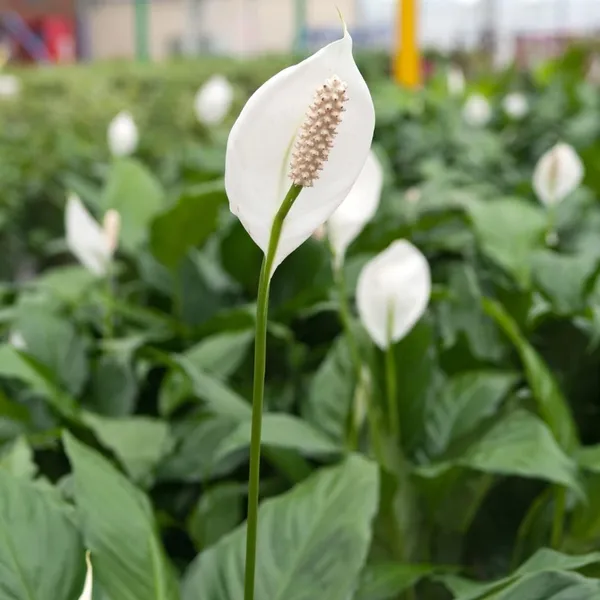Bahan_Traders_Peace_Lilly_-_Healthy_Live_Plant_With_White_Pot,_Air_Purifying_Spathiphyllum_Living_Indoor_Plants_With_Pots_For_Home