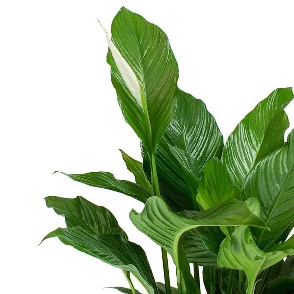 Bahan_Traders_Peace_Lilly_-_Healthy_Live_Plant_With_White_Pot,_Air_Purifying_Spathiphyllum_Living_Indoor_Plants_With_Pots_For_Home