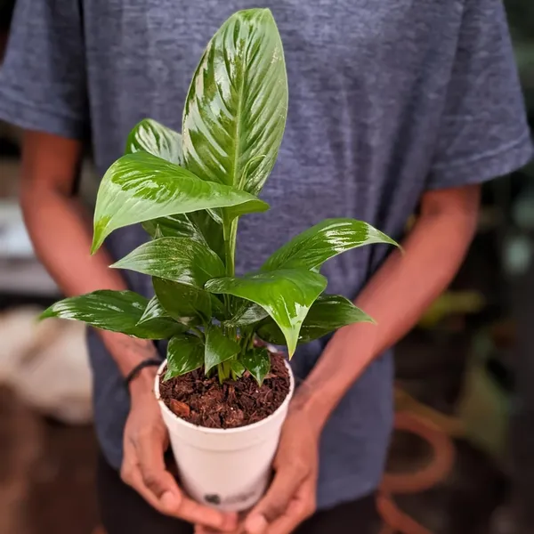 Bahan_Traders_Peace_Lilly_-_Healthy_Live_Plant_With_White_Pot,_Air_Purifying_Spathiphyllum_Living_Indoor_Plants_With_Pots_For_Home