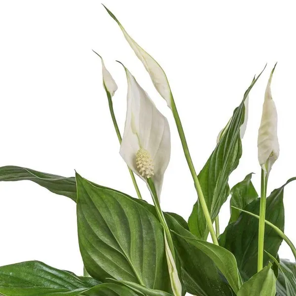 Bahan_Traders_Peace_Lilly_-_Healthy_Live_Plant_With_White_Pot,_Air_Purifying_Spathiphyllum_Living_Indoor_Plants_With_Pots_For_Home