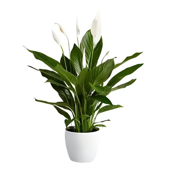 Bahan_Traders_Peace_Lilly_-_Healthy_Live_Plant_With_White_Pot,_Air_Purifying_Spathiphyllum_Living_Indoor_Plants_With_Pots_For_Home