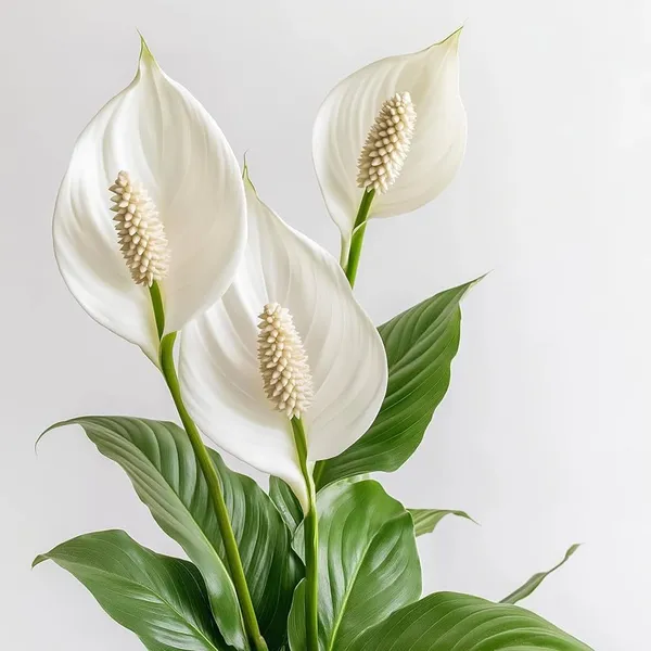 Bahan_Traders_Peace_Lilly_-_Healthy_Live_Plant_With_White_Pot,_Air_Purifying_Spathiphyllum_Living_Indoor_Plants_With_Pots_For_Home