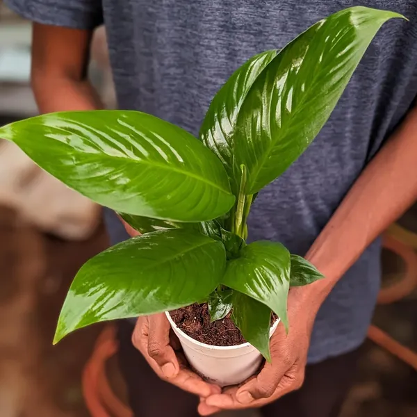Bahan_Traders_Peace_Lilly_-_Healthy_Live_Plant_With_White_Pot,_Air_Purifying_Spathiphyllum_Living_Indoor_Plants_With_Pots_For_Home