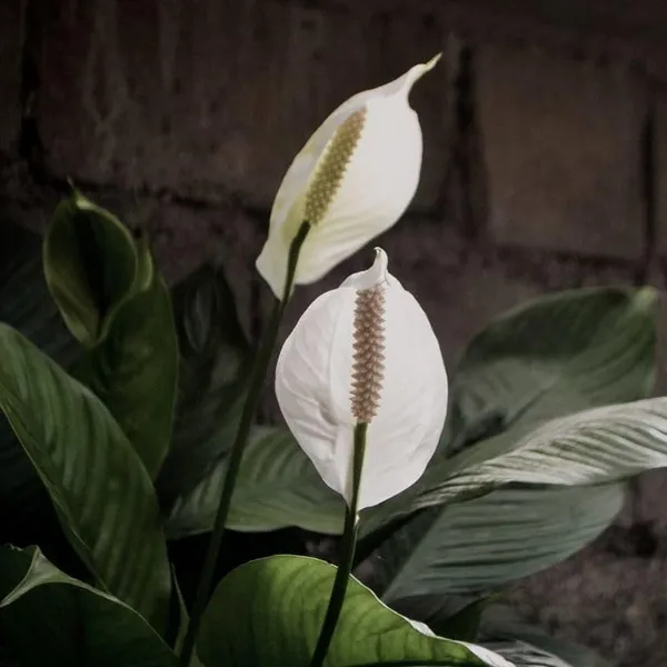 Bahan_Traders_Peace_Lilly_-_Healthy_Live_Plant_With_White_Pot,_Air_Purifying_Spathiphyllum_Living_Indoor_Plants_With_Pots_For_Home