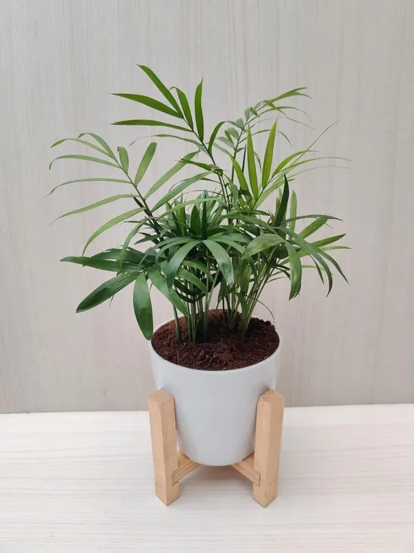 Bahan_Traders_Bamboo_Palm_Live_Table_Palm_Indoor_Plant__Air_Purifier_Chamaedorea_Seifrizii_Tree_With_Plastic_Pot