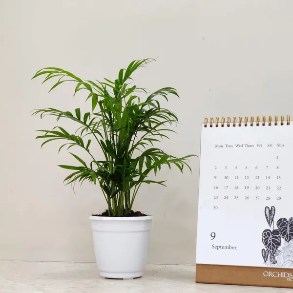 Bahan_Traders_Bamboo_Palm_Live_Table_Palm_Indoor_Plant__Air_Purifier_Chamaedorea_Seifrizii_Tree_With_Plastic_Pot