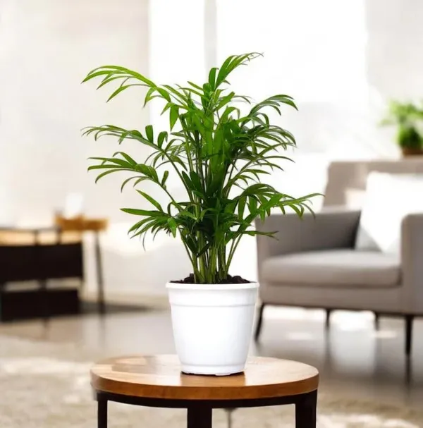 Bahan_Traders_Bamboo_Palm_Live_Table_Palm_Indoor_Plant__Air_Purifier_Chamaedorea_Seifrizii_Tree_With_Plastic_Pot