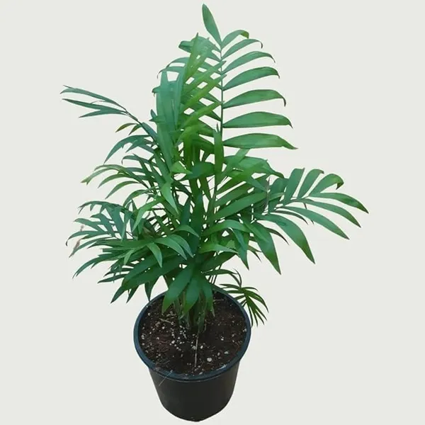 Bahan_Traders_Bamboo_Palm_Live_Table_Palm_Indoor_Plant__Air_Purifier_Chamaedorea_Seifrizii_Tree_With_Plastic_Pot