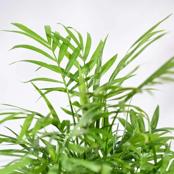 Bahan_Traders_Bamboo_Palm_Live_Table_Palm_Indoor_Plant__Air_Purifier_Chamaedorea_Seifrizii_Tree_With_Plastic_Pot