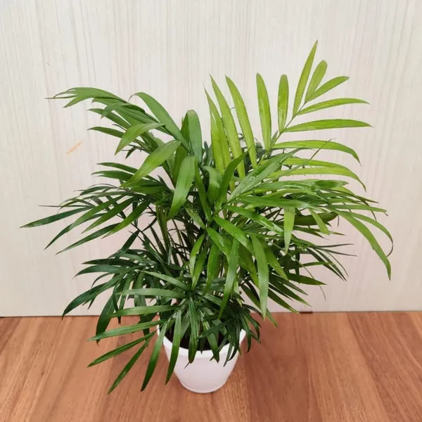 Bahan_Traders_Bamboo_Palm_Live_Table_Palm_Indoor_Plant__Air_Purifier_Chamaedorea_Seifrizii_Tree_With_Plastic_Pot