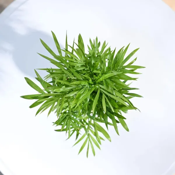 Bahan_Traders_Bamboo_Palm_Live_Table_Palm_Indoor_Plant__Air_Purifier_Chamaedorea_Seifrizii_Tree_With_Plastic_Pot
