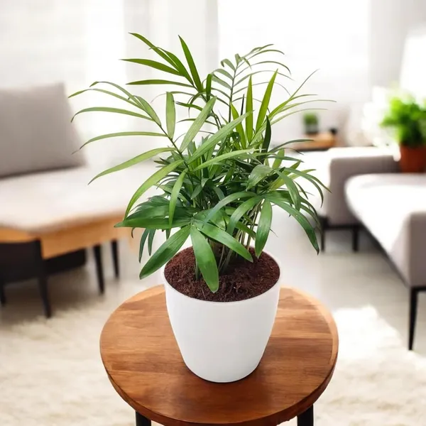 Bahan_Traders_Bamboo_Palm_Live_Table_Palm_Indoor_Plant__Air_Purifier_Chamaedorea_Seifrizii_Tree_With_Plastic_Pot