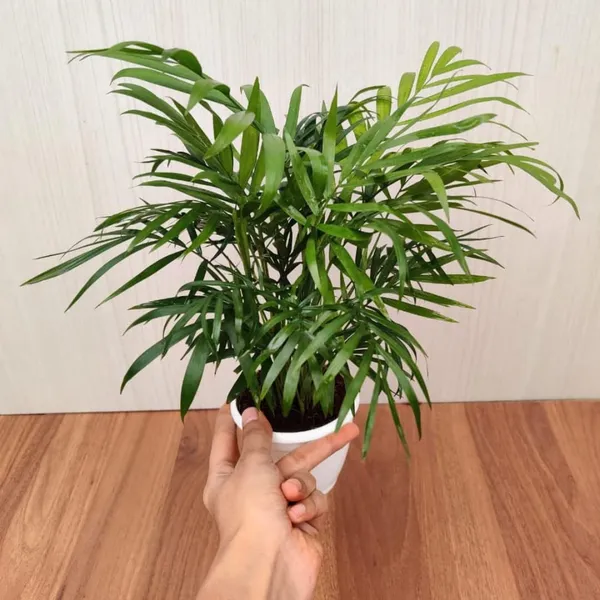 Bahan_Traders_Bamboo_Palm_Live_Table_Palm_Indoor_Plant__Air_Purifier_Chamaedorea_Seifrizii_Tree_With_Plastic_Pot