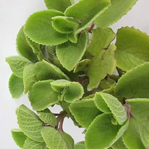 Bahan_Traders_Ajwain_Plant__Ajwain_Patta_Plant__Live_Oregano_Edible_Harb_Plant_With_Nursery_Growbag_-