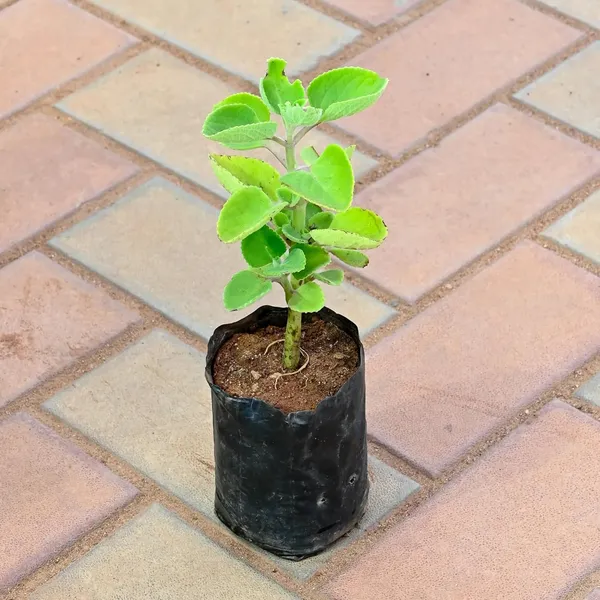 Bahan_Traders_Ajwain_Plant__Ajwain_Patta_Plant__Live_Oregano_Edible_Harb_Plant_With_Nursery_Growbag_-