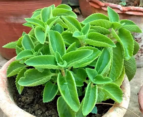 Bahan_Traders_Ajwain_Plant__Ajwain_Patta_Plant__Live_Oregano_Edible_Harb_Plant_With_Nursery_Growbag_-