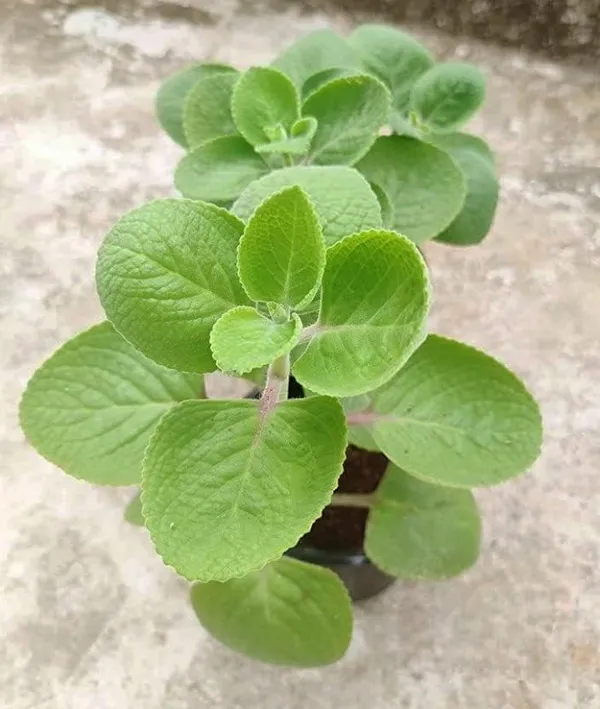 Bahan_Traders_Ajwain_Plant__Ajwain_Patta_Plant__Live_Oregano_Edible_Harb_Plant_With_Nursery_Growbag_-