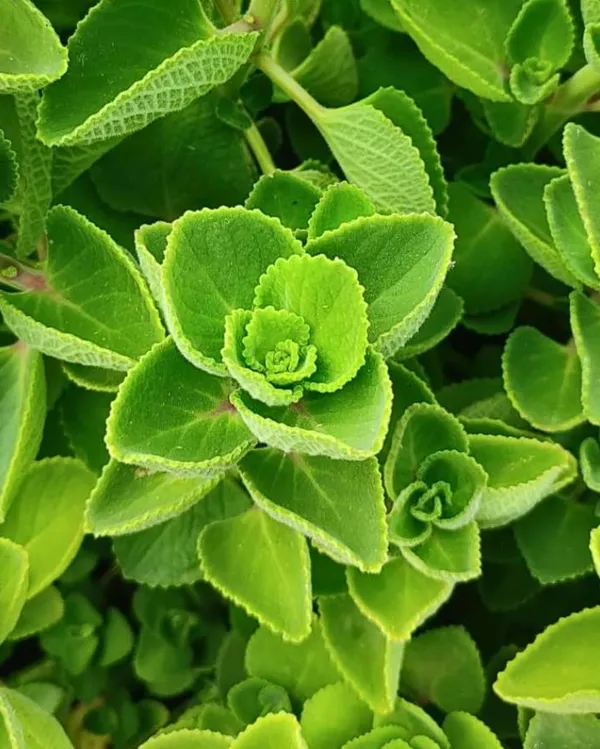 Bahan_Traders_Ajwain_Plant__Ajwain_Patta_Plant__Live_Oregano_Edible_Harb_Plant_With_Nursery_Growbag_-