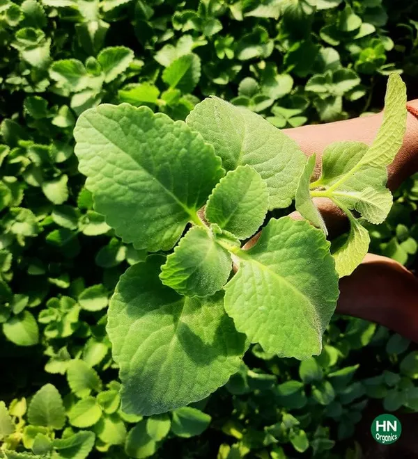 Bahan_Traders_Ajwain_Plant__Ajwain_Patta_Plant__Live_Oregano_Edible_Harb_Plant_With_Nursery_Growbag_-