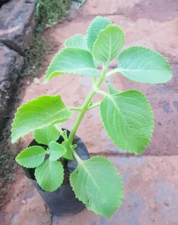 Bahan_Traders_Ajwain_Plant__Ajwain_Patta_Plant__Live_Oregano_Edible_Harb_Plant_With_Nursery_Growbag_-