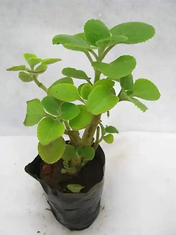 Bahan_Traders_Ajwain_Plant__Ajwain_Patta_Plant__Live_Oregano_Edible_Harb_Plant_With_Nursery_Growbag_-