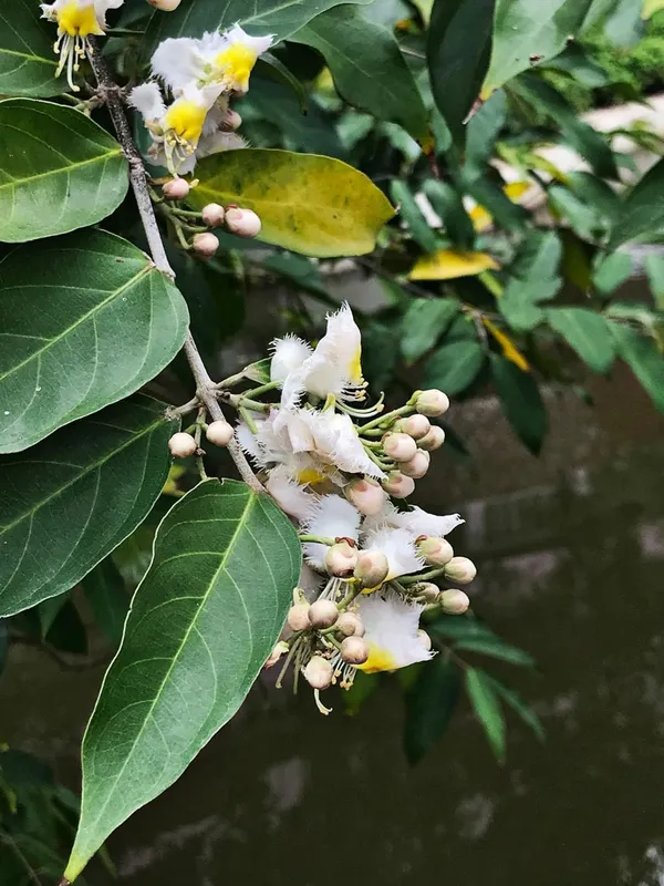 Bahan_Traders_Helicopter_Flower_Madhavi_Lata_Hiptage_Benghalensis_Raisentur_Vasantakaala_Malligai_Madhabilata_Hiptage_Vasantadooti_Madhabi_Live_Plant