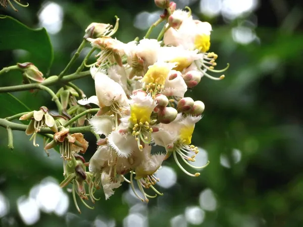 Bahan_Traders_Helicopter_Flower_Madhavi_Lata_Hiptage_Benghalensis_Raisentur_Vasantakaala_Malligai_Madhabilata_Hiptage_Vasantadooti_Madhabi_Live_Plant