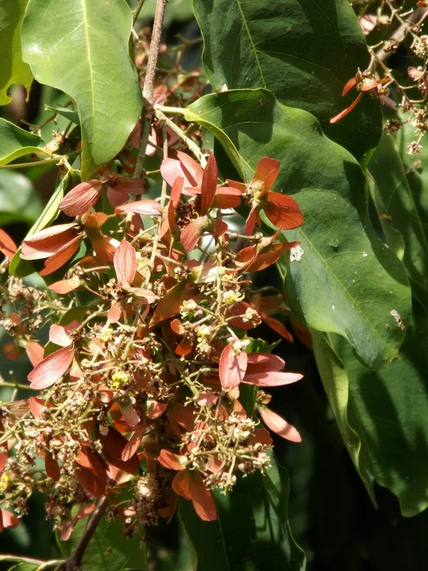 Bahan_Traders_Helicopter_Flower_Madhavi_Lata_Hiptage_Benghalensis_Raisentur_Vasantakaala_Malligai_Madhabilata_Hiptage_Vasantadooti_Madhabi_Live_Plant