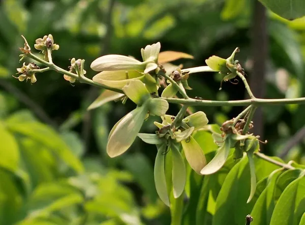 Bahan_Traders_Helicopter_Flower_Madhavi_Lata_Hiptage_Benghalensis_Raisentur_Vasantakaala_Malligai_Madhabilata_Hiptage_Vasantadooti_Madhabi_Live_Plant