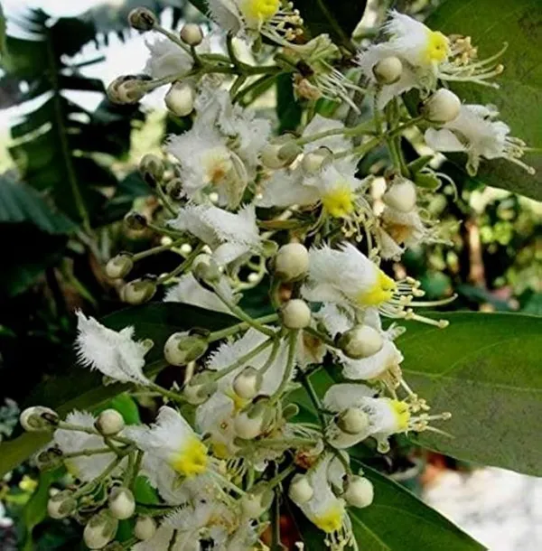 Bahan_Traders_Helicopter_Flower_Madhavi_Lata_Hiptage_Benghalensis_Raisentur_Vasantakaala_Malligai_Madhabilata_Hiptage_Vasantadooti_Madhabi_Live_Plant