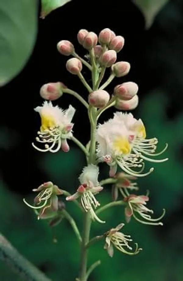 Bahan_Traders_Helicopter_Flower_Madhavi_Lata_Hiptage_Benghalensis_Raisentur_Vasantakaala_Malligai_Madhabilata_Hiptage_Vasantadooti_Madhabi_Live_Plant