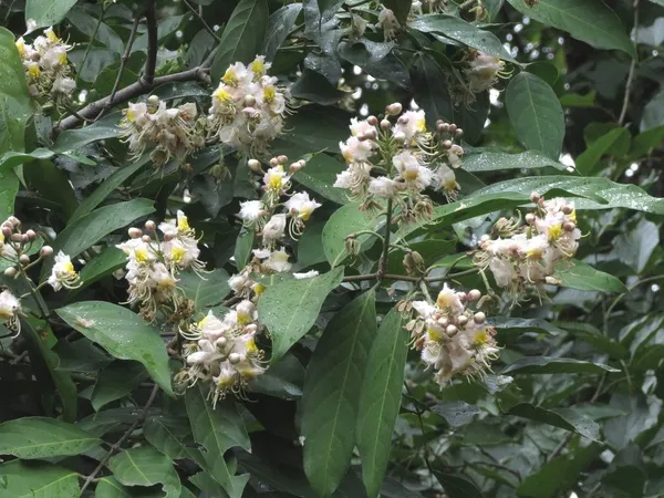 Bahan_Traders_Helicopter_Flower_Madhavi_Lata_Hiptage_Benghalensis_Raisentur_Vasantakaala_Malligai_Madhabilata_Hiptage_Vasantadooti_Madhabi_Live_Plant