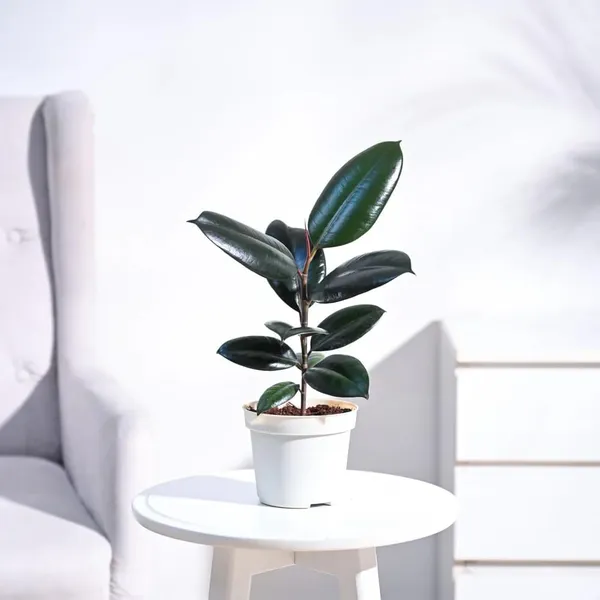 Bahan_Traders_Live_Ficus_Elastica_Burgundy_Color_Rubber_Tree_Air_Purifier_Indoor_Plant_With_Pot_For_Home,_Living_Room_And_Office