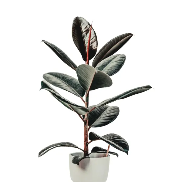 Bahan_Traders_Live_Ficus_Elastica_Burgundy_Color_Rubber_Tree_Air_Purifier_Indoor_Plant_With_Pot_For_Home,_Living_Room_And_Office
