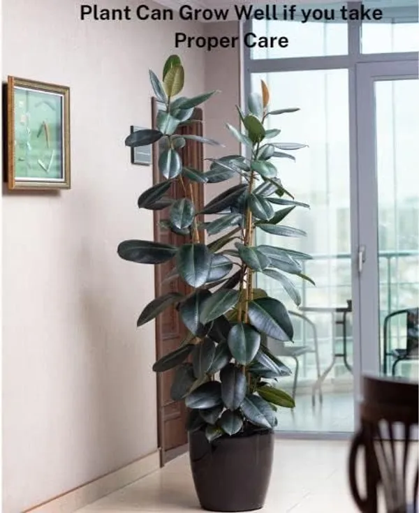 Bahan_Traders_Live_Ficus_Elastica_Burgundy_Color_Rubber_Tree_Air_Purifier_Indoor_Plant_With_Pot_For_Home,_Living_Room_And_Office
