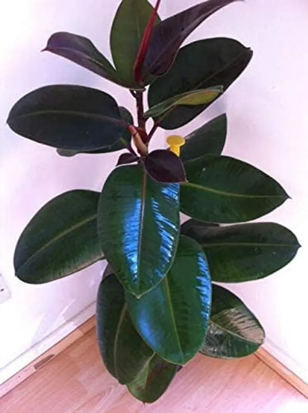 Bahan_Traders_Live_Ficus_Elastica_Burgundy_Color_Rubber_Tree_Air_Purifier_Indoor_Plant_With_Pot_For_Home,_Living_Room_And_Office
