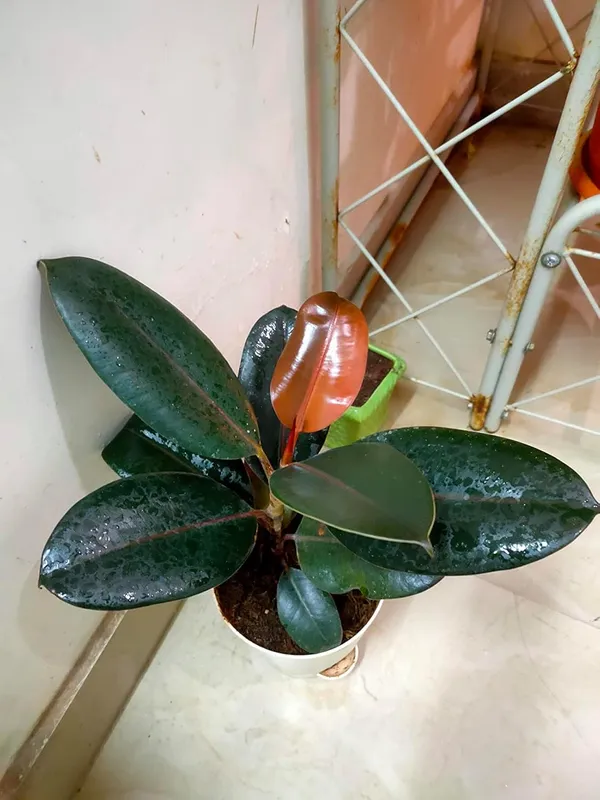 Bahan_Traders_Live_Ficus_Elastica_Burgundy_Color_Rubber_Tree_Air_Purifier_Indoor_Plant_With_Pot_For_Home,_Living_Room_And_Office