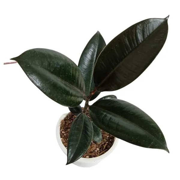 Bahan_Traders_Live_Ficus_Elastica_Burgundy_Color_Rubber_Tree_Air_Purifier_Indoor_Plant_With_Pot_For_Home,_Living_Room_And_Office
