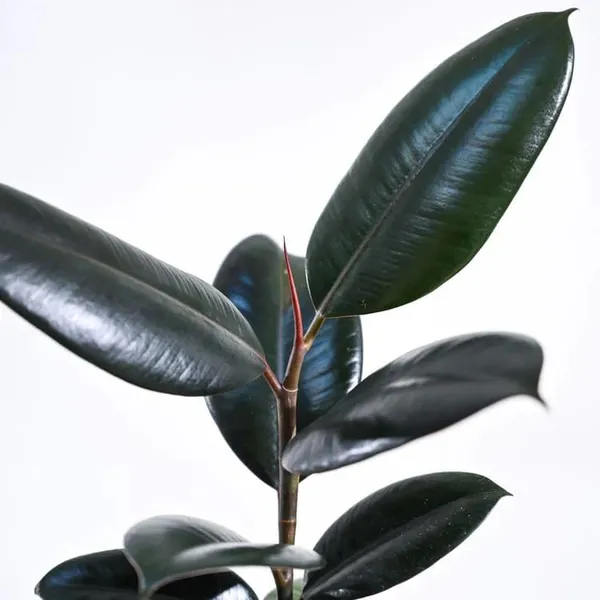 Bahan_Traders_Live_Ficus_Elastica_Burgundy_Color_Rubber_Tree_Air_Purifier_Indoor_Plant_With_Pot_For_Home,_Living_Room_And_Office