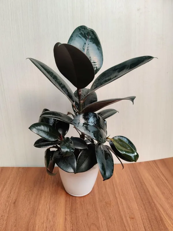 Bahan_Traders_Live_Ficus_Elastica_Burgundy_Color_Rubber_Tree_Air_Purifier_Indoor_Plant_With_Pot_For_Home,_Living_Room_And_Office