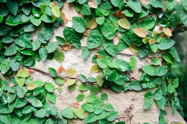 Bahan_Traders_Creeping_Fig_Plant_Rare_Climbing_Fig_Ficus_Pumila_Plant_Live_Ornamental_Vines_For_Walls_-_Covering,_Fences,_Or_Trellises