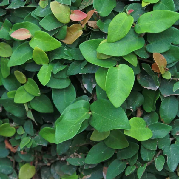 Bahan_Traders_Creeping_Fig_Plant_Rare_Climbing_Fig_Ficus_Pumila_Plant_Live_Ornamental_Vines_For_Walls_-_Covering,_Fences,_Or_Trellises