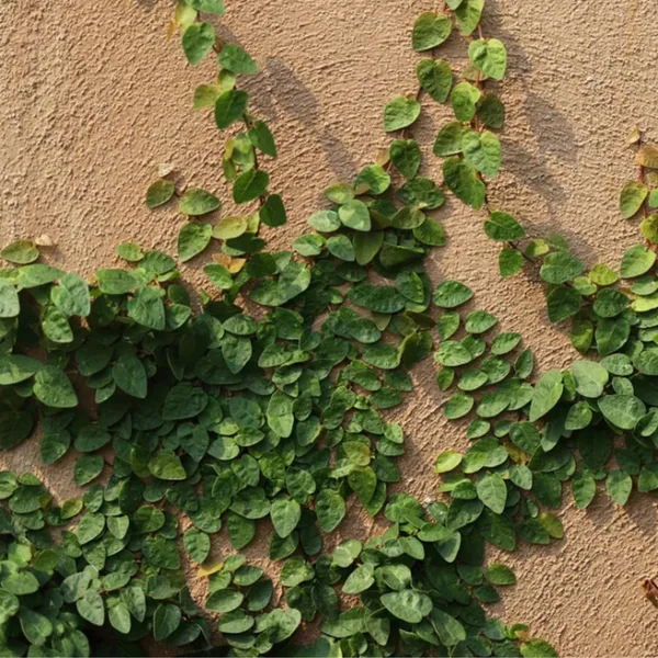 Bahan_Traders_Creeping_Fig_Plant_Rare_Climbing_Fig_Ficus_Pumila_Plant_Live_Ornamental_Vines_For_Walls_-_Covering,_Fences,_Or_Trellises