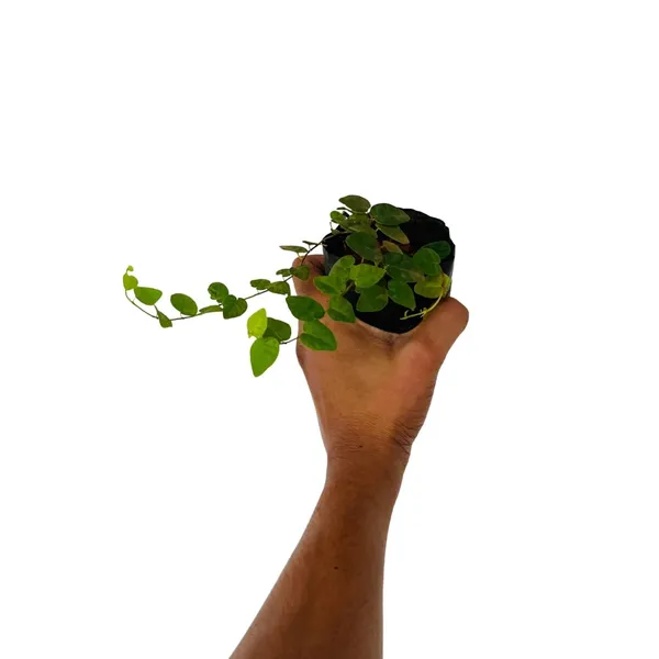 Bahan_Traders_Creeping_Fig_Plant_Rare_Climbing_Fig_Ficus_Pumila_Plant_Live_Ornamental_Vines_For_Walls_-_Covering,_Fences,_Or_Trellises