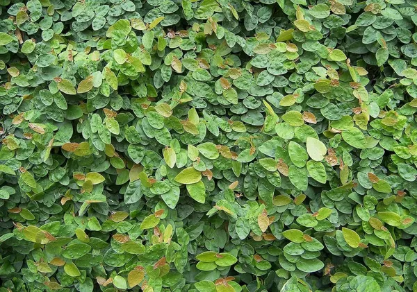 Bahan_Traders_Creeping_Fig_Plant_Rare_Climbing_Fig_Ficus_Pumila_Plant_Live_Ornamental_Vines_For_Walls_-_Covering,_Fences,_Or_Trellises