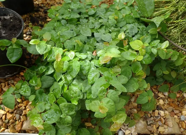 Bahan_Traders_Creeping_Fig_Plant_Rare_Climbing_Fig_Ficus_Pumila_Plant_Live_Ornamental_Vines_For_Walls_-_Covering,_Fences,_Or_Trellises